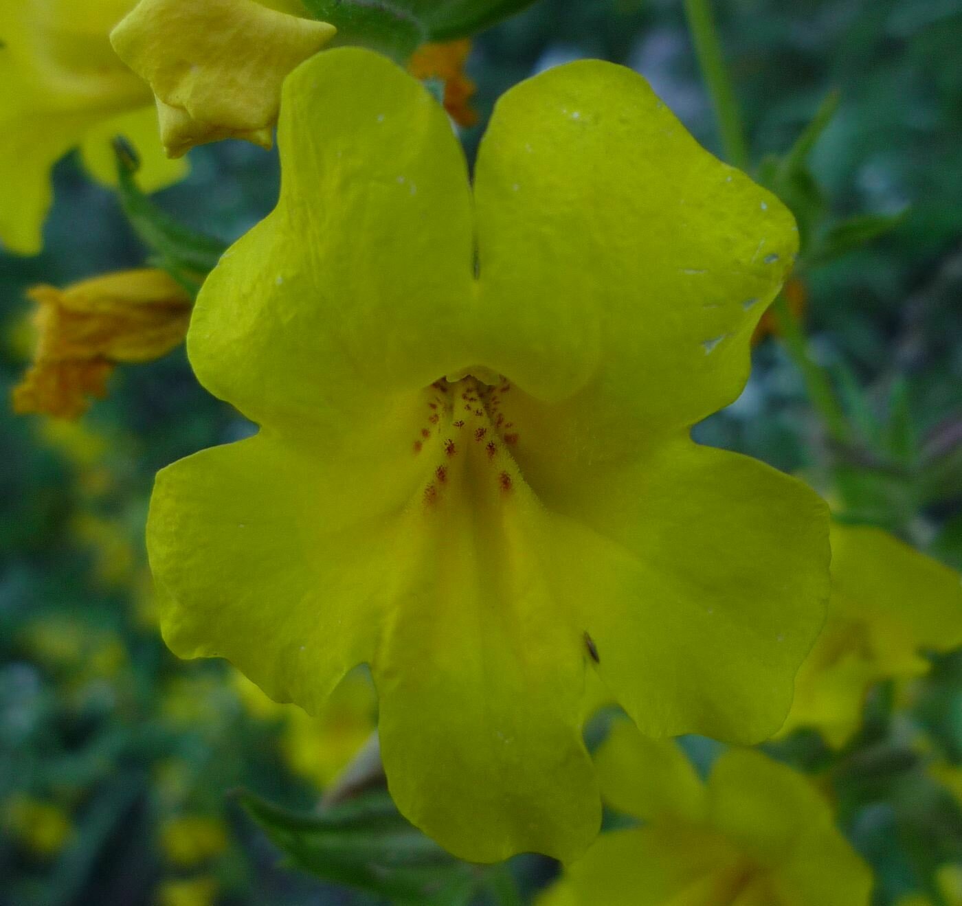 High Resolution Diplacus brevipes Flower